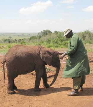 David Shedrick Wildlife Trust in Nairobi, Kenya