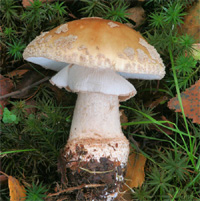 Fancy a Spot of Mushroom Foraging?