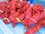 maine_lobster