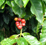MauiGrown coffee beans
