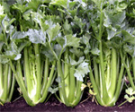 March is National Celery Month