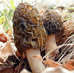 Michigan Mushroom Season