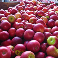 Apple Festivals Mean Autumn