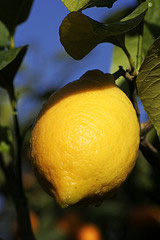 Fête du Citron
