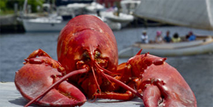 Lobster Days in Mystic