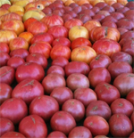 california_hollywood_tomatoes