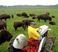 indiana_wolcottville_bison