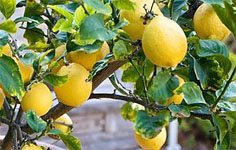 Lemons and Limoncello