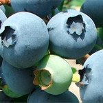 blueberries