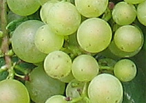 grapes-green