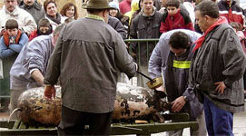 Traditional Pig Slaughter in Spain