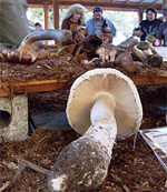 Mushroom Festival in Oregon