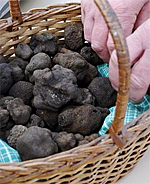 A French Truffle and Wine Festival