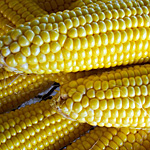 A Celebration of Indiana Sweet Corn