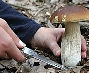 Mushroom Days in Croatia