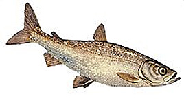 Freshwater Whitefish
