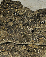 Rattlesnake Roundup, Sweetwater, Texas