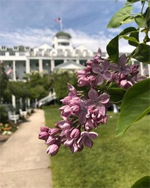A Taste of Mackinac Among the Lilacs