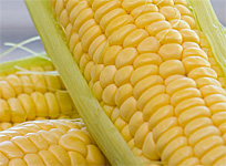 Sweet Corn Stars at Foodie Fests this Weekend