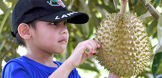 Durian fruit in Malaysia