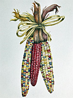 Indian corn by Jeanne Giordano