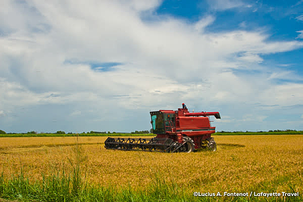 Harvesting rice in Louisiana