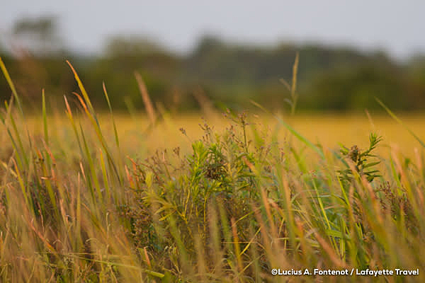 Louisiana rice field